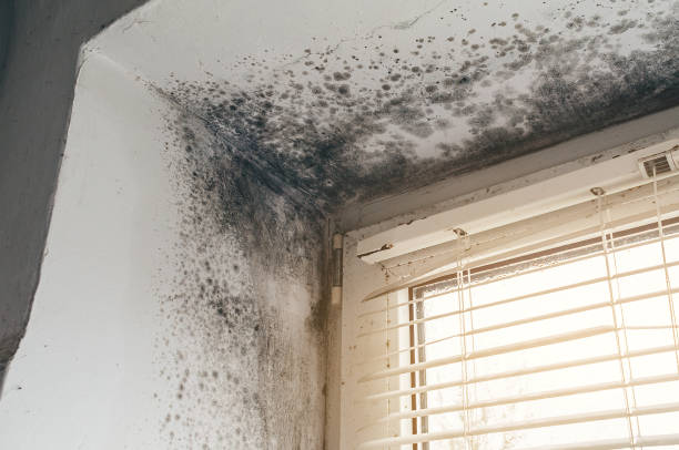 Affordable Mold Cleanup solutions in Cresskill, NJ
