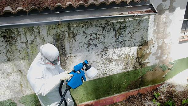 Trusted Attic Mold Removal service in Cresskill, NJ - Cheap Mold Removal